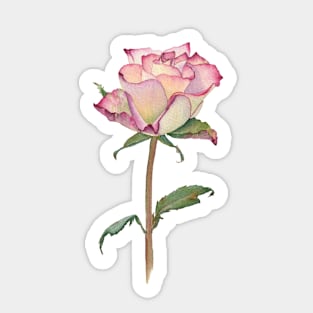 Watercolor rose bud Sticker